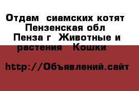 Отдам  сиамских котят - Пензенская обл., Пенза г. Животные и растения » Кошки   